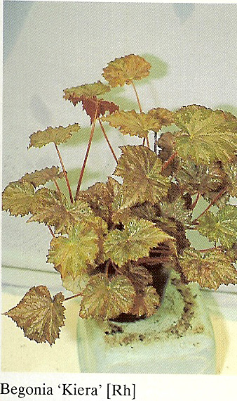 B. ‘Kiera’
